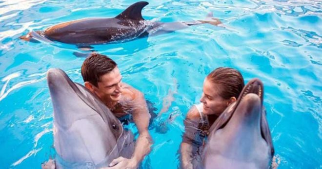 Side Schwimmen mit Delfinen Tour – Familien- & Abenteuer-Spaß